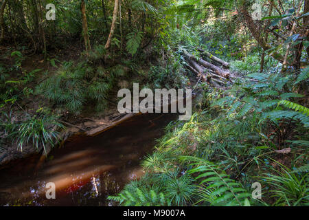 Farne, Dipteris lobbiana, wachsen in einem Stream, Maliau Becken, Sabah, Malaysia, Borneo, Stockfoto