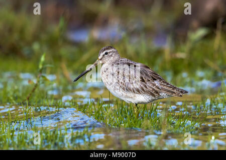 1. winter Short-billed Dowitcher sitzen entlang der Caldera Lake, Corvo. Oktober 2016. Stockfoto