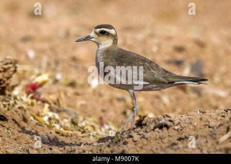 3 Vögel zusammen sind im selben Bereich. 1 Männchen 2 Weibchen in der Nähe von yotvata im Süden Israels. Stockfoto