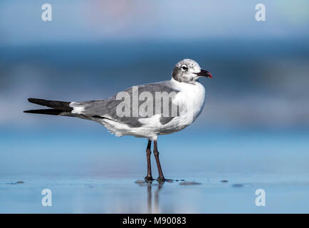 Laughing Gull sitzen auf einem Beach, North Wildwood, New Jersey. August 2016. Stockfoto