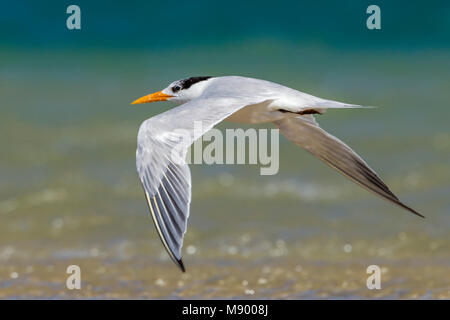 Dieser Vogel war in Dakhla Bay am Strand gefunden. Stockfoto