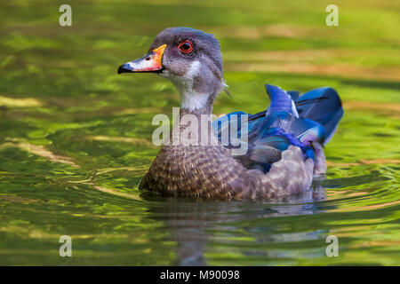 Diese lange-stayer Drake Holz Ente war erstens Oktober 2002 bis mindestens September 2013 gesehen. Hier ist, dass das Angebot in Eclipse Gefieder. Stockfoto