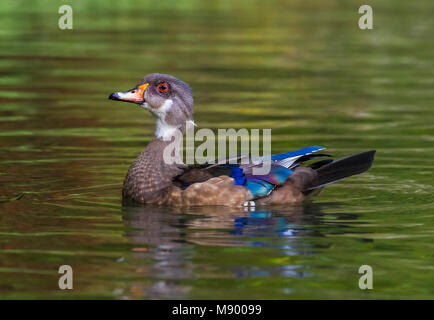 Diese lange-stayer Drake Holz Ente war erstens Oktober 2002 bis mindestens September 2013 gesehen. Hier ist, dass das Angebot in Eclipse Gefieder. Stockfoto