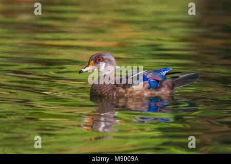 Diese lange-stayer Drake Holz Ente war erstens Oktober 2002 bis mindestens September 2013 gesehen. Hier ist, dass das Angebot in Eclipse Gefieder. Stockfoto