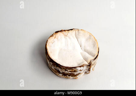 Du Vacherin Mont d'Or ist eine klebrige reichen und mächtigen Kuhmilch Käse aus der Französischen Alpen. Stockfoto