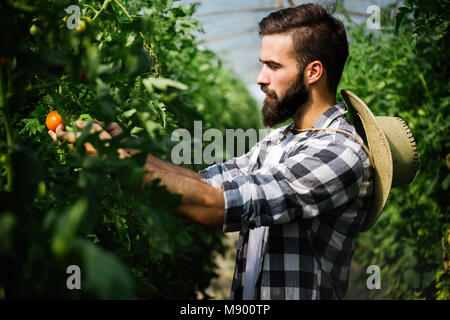 Mann bei der Arbeit in einem Gewächshaus. Stockfoto