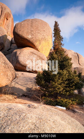 Granitfelsen und einsamen Baum an Vadauwoo Recreation Area, in der Medizin Bug National Forest, Albany County, Wyoming, USA. Stockfoto