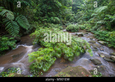 Farne, Dipteris lobbiana, wachsen in einem Stream, Maliau Becken, Sabah, Malaysia, Borneo, Stockfoto