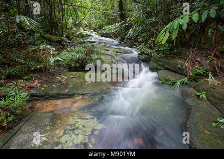 Farne, Dipteris lobbiana, wachsen in einem Stream, Maliau Becken, Sabah, Malaysia, Borneo, Stockfoto