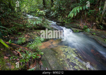 Farne, Dipteris lobbiana, wachsen in einem Stream, Maliau Becken, Sabah, Malaysia, Borneo, Stockfoto