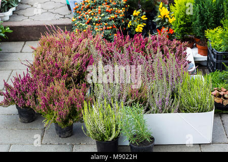 Calluna vulgaris Blumen in Töpfe im Garten Center verkauft (gemeinsame Heather, Ling bekannt, oder einfach Heather blühende Pflanzen). Schöne rosa und lila Stockfoto
