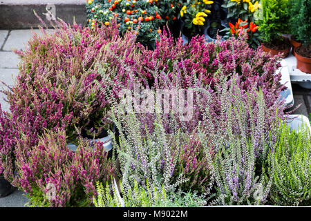 Calluna vulgaris Blumen in Töpfe im Garten Center verkauft (gemeinsame Heather, Ling bekannt, oder einfach Heather blühende Pflanzen). Schöne rosa und lila Stockfoto