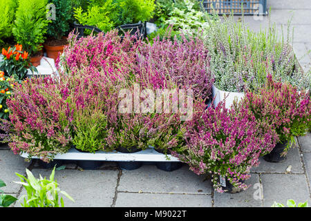 Calluna vulgaris Blumen in Töpfe im Garten Center verkauft (gemeinsame Heather, Ling bekannt, oder einfach Heather blühende Pflanzen). Schöne rosa und lila Stockfoto