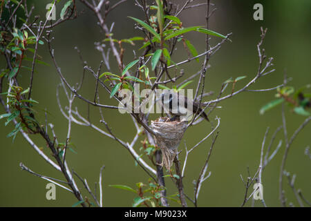 Pied Fantail, Rhipidura javanica, zu ihrem Nest thront, Maliau Becken, Sabah, Malaysia, Borneo, Stockfoto