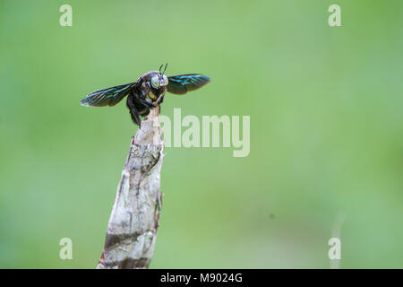 Tropische Carpenter Bee, Xylocopa Maliau latipes, Becken, Sabah, Malaysia, Borneo, Stockfoto