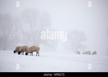 Weiße Schafe im Schnee und Nebel, Chipping Campden, die Cotswolds, Gloucestershire, England, Vereinigtes Königreich, Europa Stockfoto