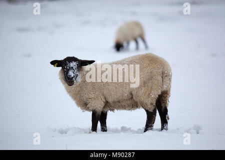 Schwarze Schafe konfrontiert mit Schnee bedeckten Bereich, Chipping Campden, Cotswolds, Gloucestershire, England, Vereinigtes Königreich, Europa Stockfoto