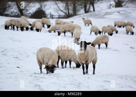 Schwarze Schafe konfrontiert mit Schnee bedeckten Bereich, Chipping Campden, Cotswolds, Gloucestershire, England, Vereinigtes Königreich, Europa Stockfoto