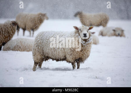 Weiße Texel Schafe im Schnee und Stellung im Bereich der Schnee, Burwash abgedeckt, East Sussex, England, Vereinigtes Königreich, Europa Stockfoto