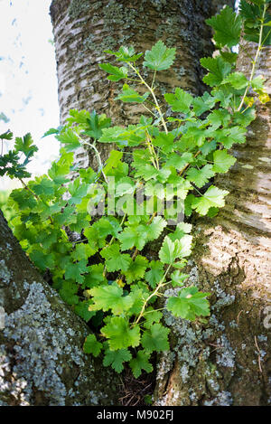 Selbst - Stachelbeeren in die Gabel eines reifen Wild Cherry Tree in UI gesäte Stockfoto