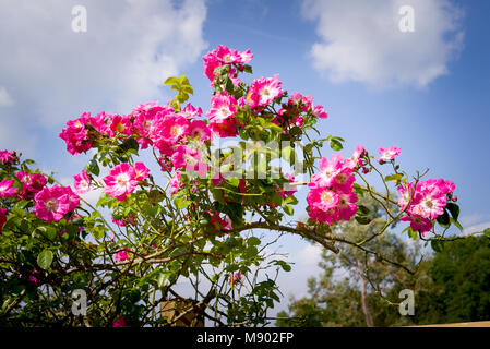 Wandern in Pink und Weiß rose Tree zu Rosa amerikanischen Säule Blüte im Juni in Großbritannien glaubte Stockfoto