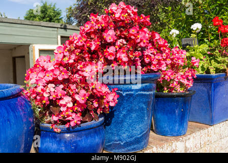 Einfache Blumenschmuck durch jährliche Beetpflanzen in Blau terracotta Pflanzgefäße in einer winzigen Stadt Garten in Calne Wiltshire England Großbritannien Stockfoto