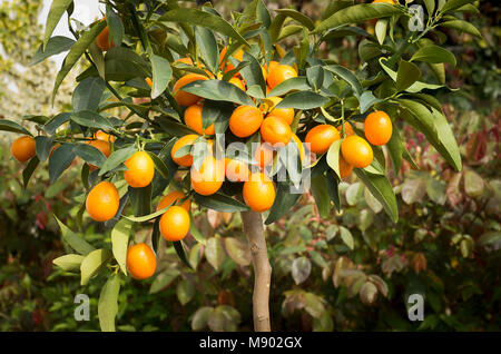 Obst auf einem kleinen Kumquat Baum in einem kleinen Englischen Garten im Mai in Großbritannien Stockfoto