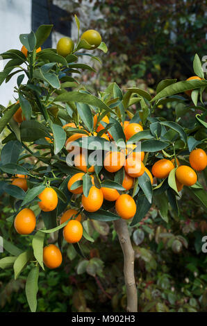 Obst auf einem kleinen Kumquat Baum wächst in einem kleinen Englischen Garten im Mai Stockfoto