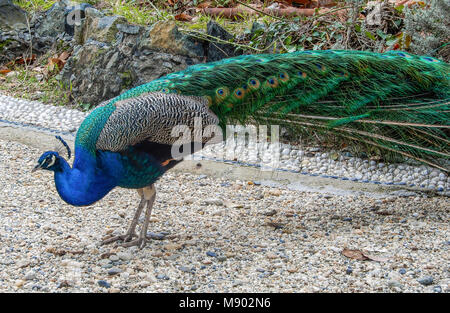 Pfau von der Seite. Stockfoto