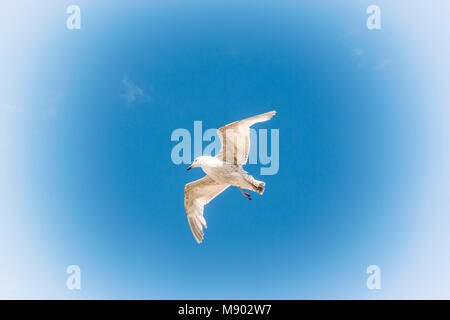 Einsame Möwe im Flug gegen den blauen Himmel. Stockfoto