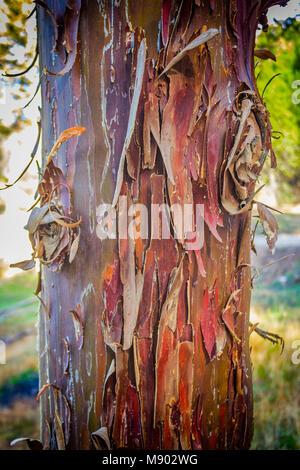 Abblätternde Rinde am Stamm von Sycamore Tree. Stockfoto