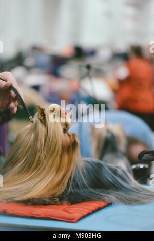 Celtic Classic Dog Show 2018 Terrier Yorkshire Terrier Stockfoto