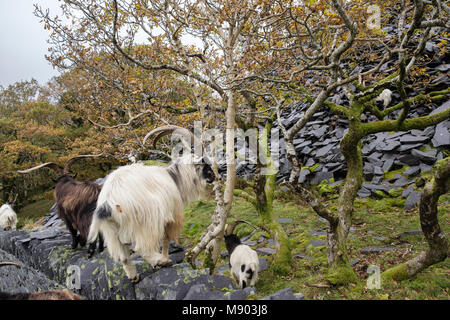 Herde der wilde wilde Ziegen in Dinorwig schiefer Steinbruch auf Elidir Fawr in Snowdonia National Park (Eryri), Llanberis, Gwynedd, Wales, Großbritannien, Großbritannien Stockfoto