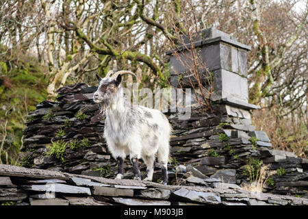 Wilde wilde Ziege auf der Ruinen quarrymen Cottages in stillgelegten Schiefergrube Dinorwig auf Elidir Fawr in Snowdonia National Park), Llanberis Großbritannien Wales Gwynedd Stockfoto