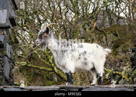 Wilde wilde Ziege auf der Ruinen quarrymen Cottages in stillgelegten Schiefergrube Dinorwig auf Elidir Fawr im Nationalpark Snowdonia, Llanberis Großbritannien Wales Gwynedd Stockfoto