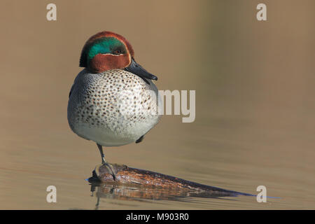 Gemeinsame Teal Stockfoto