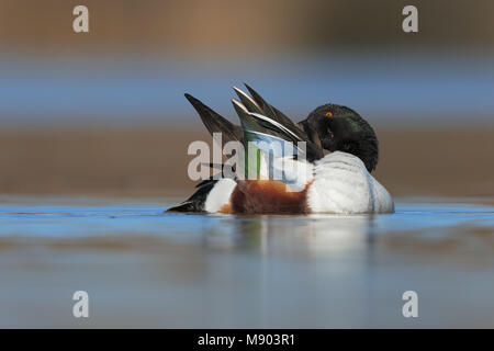 Nördlichen Löffelenten Stockfoto