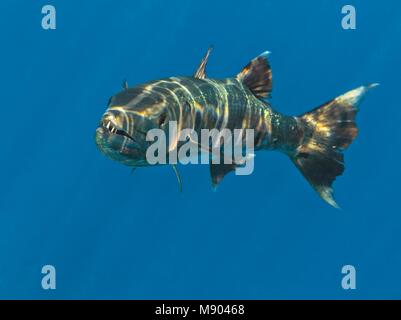 Barracuda im Indischen Ozean, Malediven Stockfoto