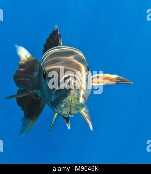 Barracuda ist im Indischen Ozean, Malediven Stockfoto