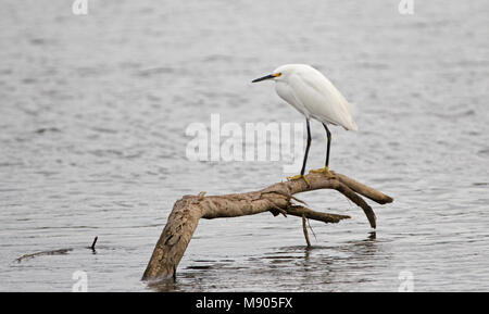 White Egret thront auf Niederlassung in Brackwasser in der Natur Marsh in San Jose del Cabo in Baja California Mexiko BCS erhalten Stockfoto