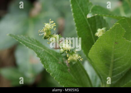 Blumen von Hunden Quecksilber (Mercurialis perennis) Stockfoto