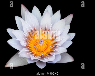Weiße Seerose auf schwarzem Hintergrund Stockfoto