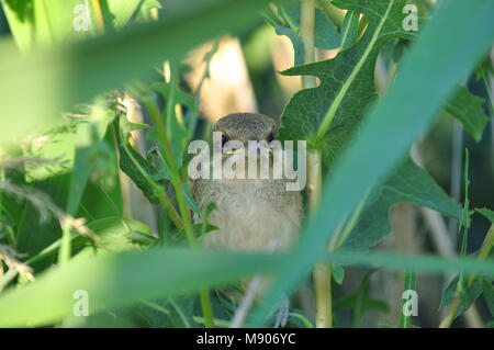 Red-backed shrike's (lanius collurio) Küken versteckt sich im hohen Gras (große Augen, gelbe Schnabel). Stockfoto