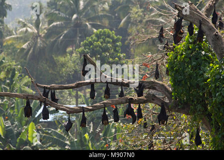 Eine Kolonie Gruppe von Megabats oder Flughunde (Pteropodidae) auf Roost schlafend Nester in einem Baum in Sri Lanka an einem sonnigen Tag. Stockfoto