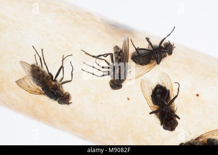 Mehrere Cluster fliegen, Pollenia rudis, auf fly Papier steckt. Diese Fliegen befallen Wohnungen in großen Zahlen können. England UK GB Stockfoto