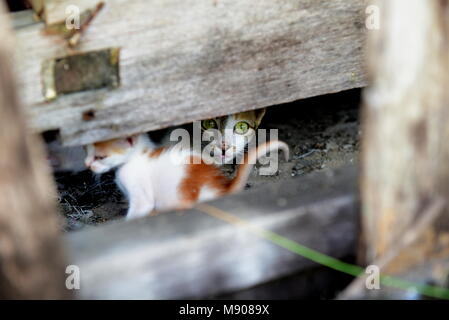 Katzen kümmern sich um Kätzchen Stockfoto