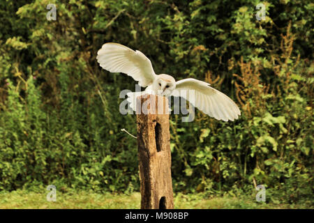 Eine Schleiereule Landung auf einem Pfosten Stockfoto