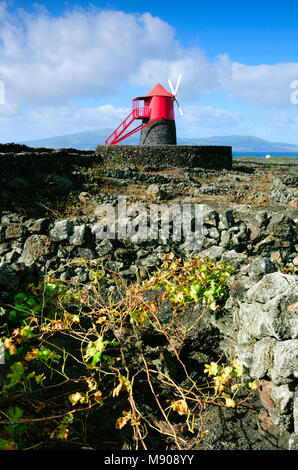 Weinberge in Lava Wände bei Criação Velha. Ein UNESCO Weltkulturerbe. Pico, Azoren, Portugal Stockfoto