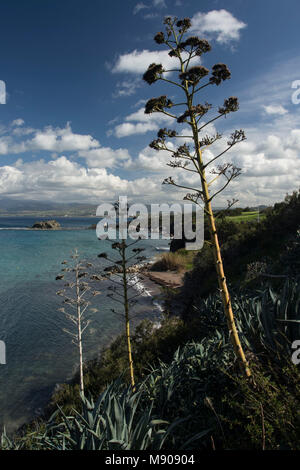 Jahrhundert Pflanzen in der marine Landschaft in der Nähe von Polis, Paphos, Zypern, Mittelmeer Stockfoto