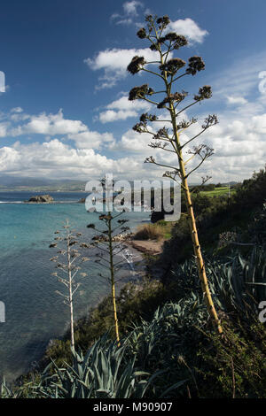 Jahrhundert Pflanzen in der marine Landschaft in der Nähe von Polis, Paphos, Zypern, Mittelmeer Stockfoto